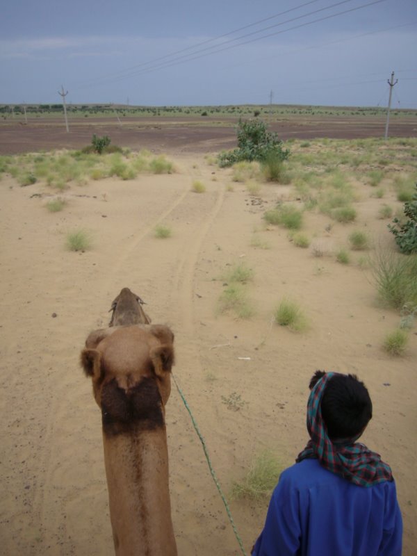 Travel - India - Rajasthan - Desert Camel Trip - Camel Safari